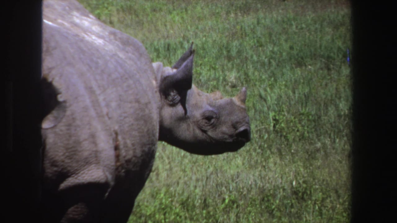 Rhinoceros facing right in grassland, with horn and shoulder visible.