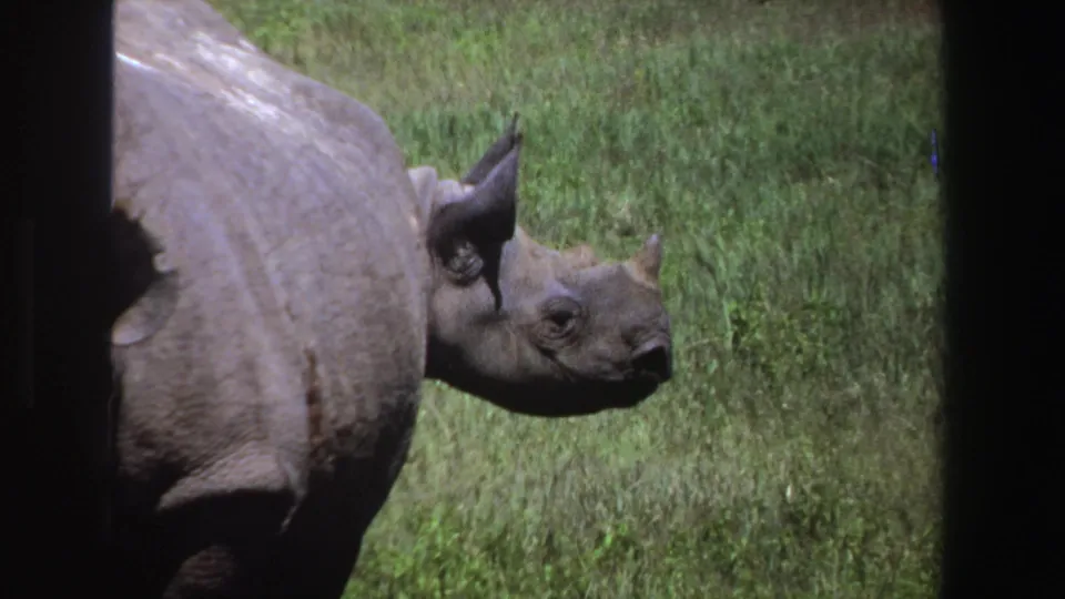 1969 South Africa 8mm frame of a rhinoceros moving or grazing slowly in profile across a green field.
