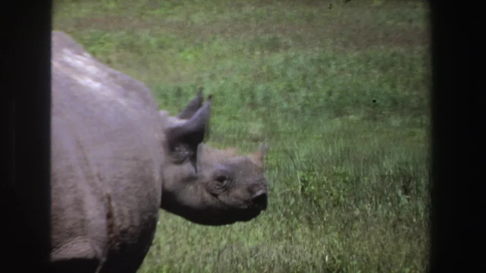 1969 South Africa 8mm frame with the rhinoceros partly cropped as it stands in a grassy field.