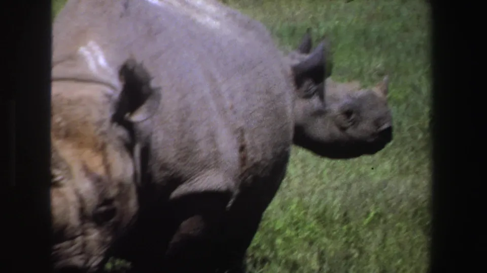 1969 South Africa 8mm frame showing a rhinoceros in profile, with a second animal partly entering the foreground.