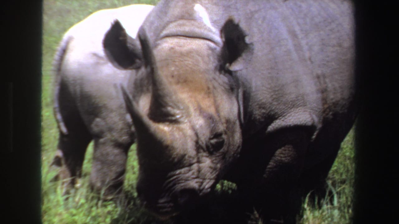 Adult rhinoceros and calf grazing in green grass.