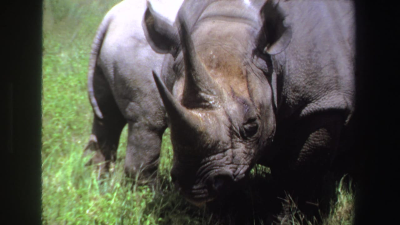 Rhinoceros faces the camera while a calf stands behind it.