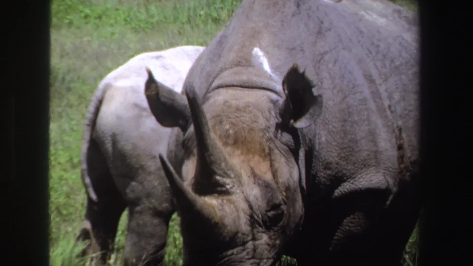 1969 South Africa home-movie frame with an adult rhinoceros lowering its head beside a calf in grass.