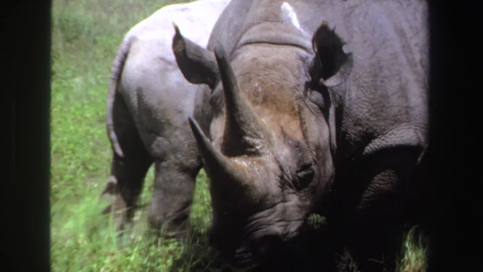 Adult rhinoceros and calf graze side by side in South Africa, captured on 1969 8mm film.