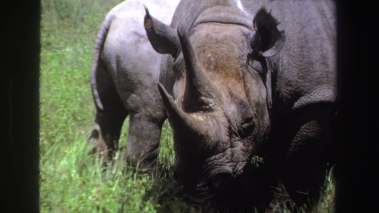 1969 South Africa 8mm frame of two rhinos in tall grass, the foreground animal showing a large horn and shadowed face.