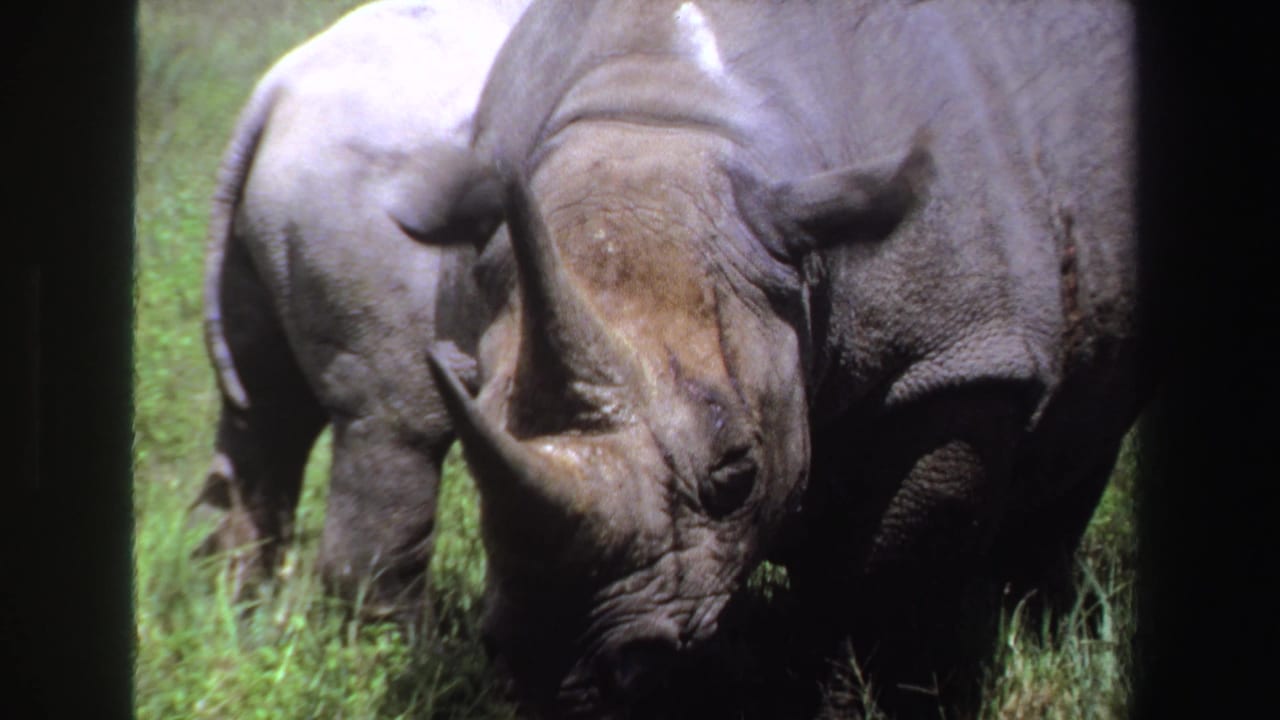 Foreground rhino with raised horn and ears, with another rhino partly visible behind it.