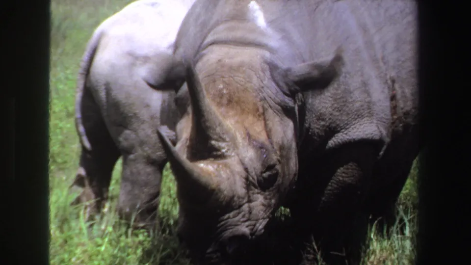 1969 South Africa 8mm frame showing a front rhino turning its ears while a second rhino remains partly hidden in grass.