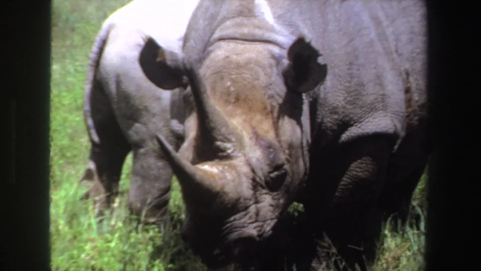 1969 South Africa 8mm frame with the rhino closer to camera, its horn, ears, and textured skin visible against green grass.