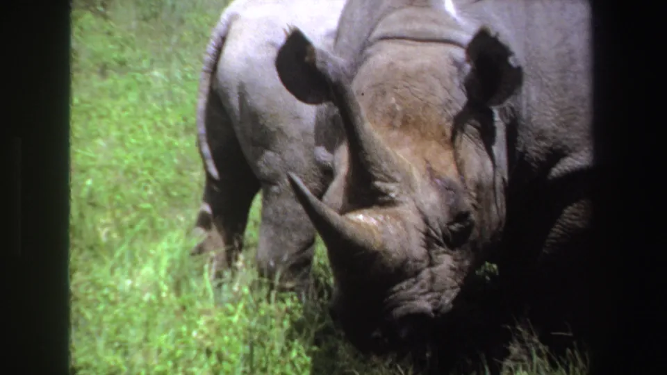 1969 South Africa 8mm frame of a forward-facing rhino in tall grass, with a second rhino partly obscured behind it.