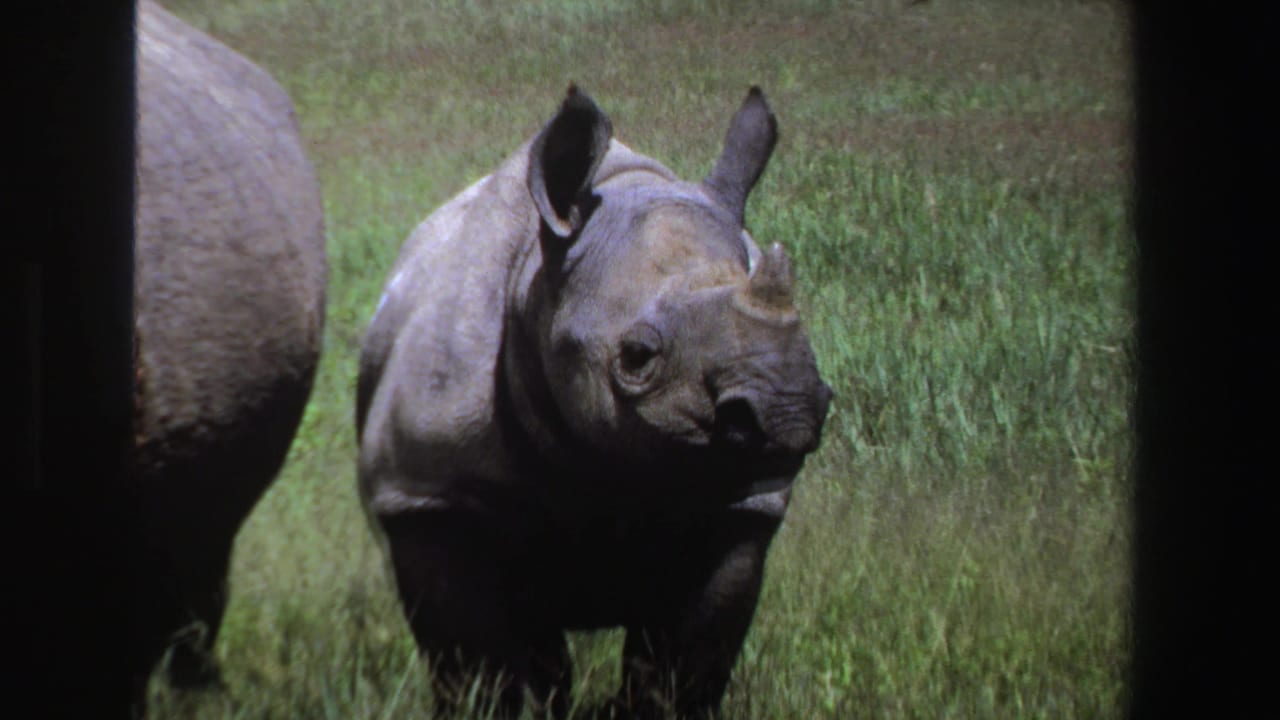 1969 South Africa 8mm frame showing a young rhinoceros facing the camera in grass, with part of an adult rhino nearby.