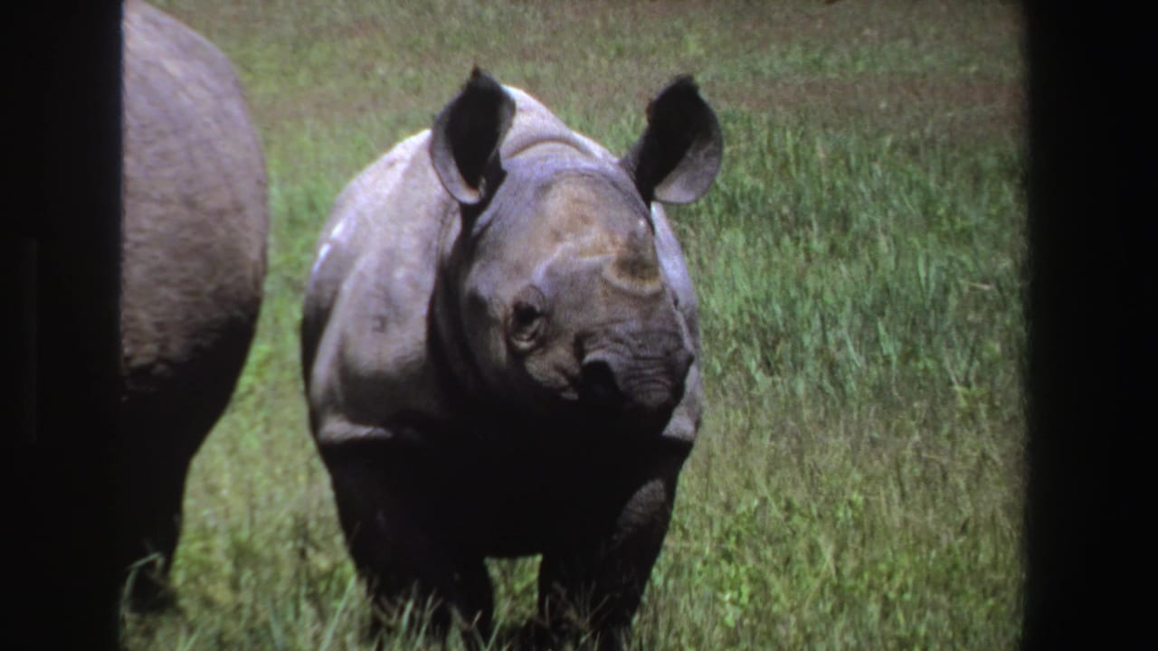 Young rhinoceros facing forward in grass, framed by dark vertical edges.