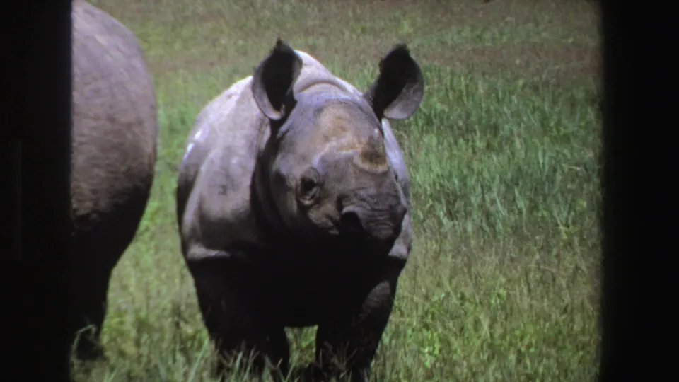 1969 South Africa home-movie frame of a young rhino looking toward the camera in a grassy field, seen through dark framing.