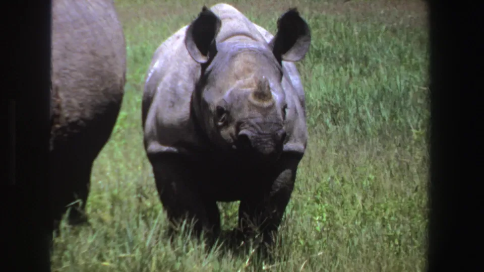 1969 South Africa 8mm still of a young rhinoceros approaching through grass, with the adult rhino partly cropped at left.