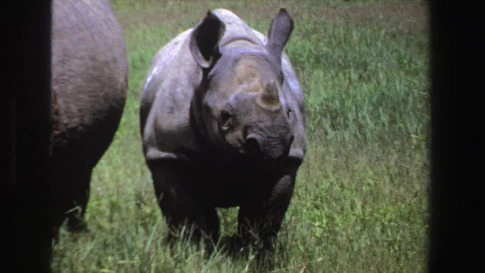 1969 South Africa home-movie frame showing a young rhinoceros in grass, with part of an adult rhino visible nearby.