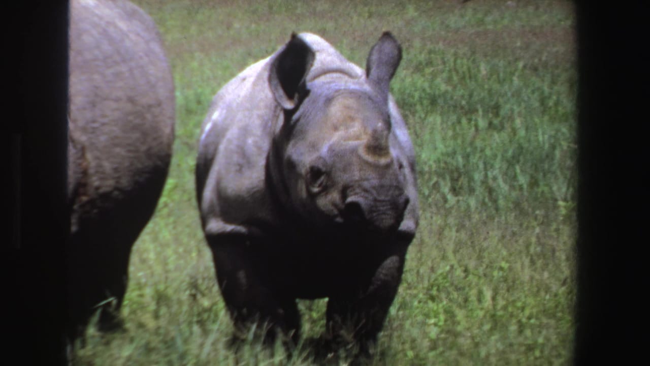 1969 South Africa 8mm frame showing a young rhinoceros walking toward the camera through grass, with part of another rhino at the left edge.