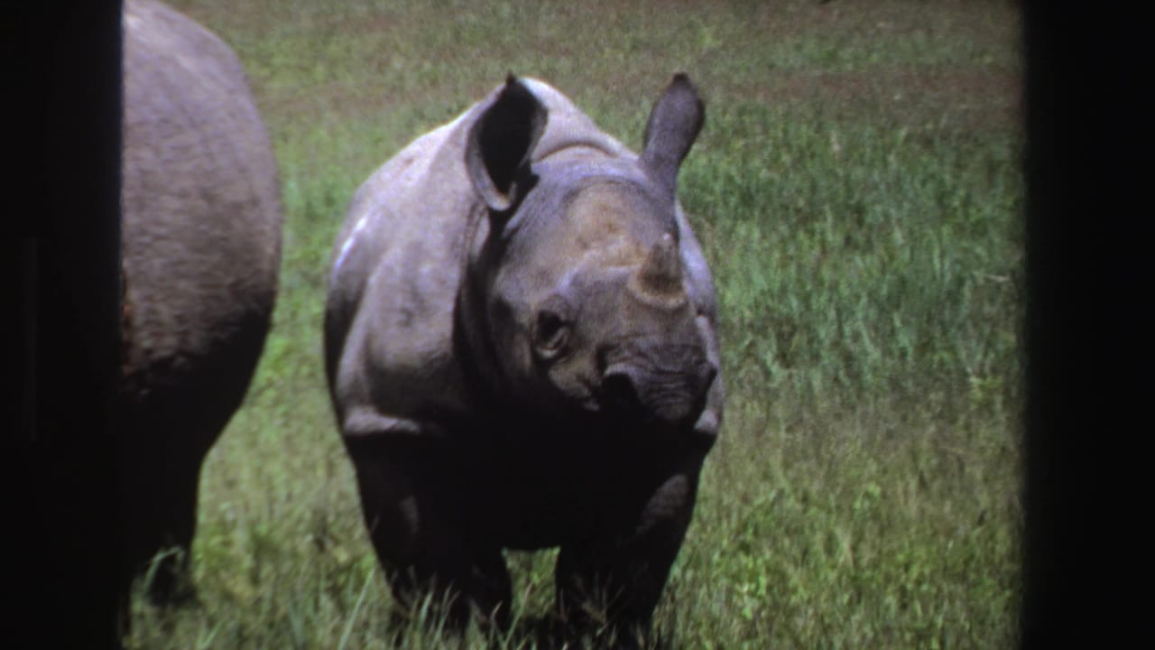 Young rhinoceros standing in grass, centered between dark film-frame borders.