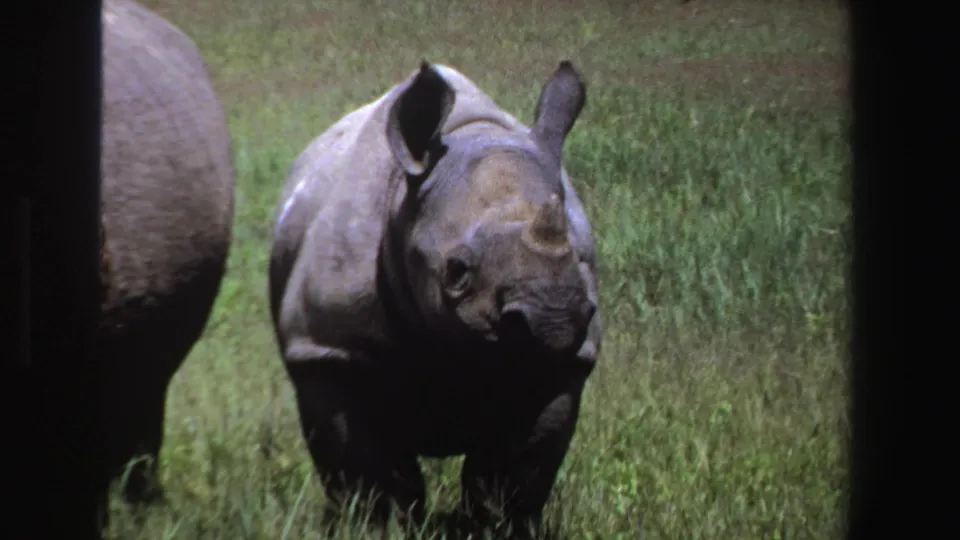 1969 South Africa 8mm frame with a young rhinoceros centered in a grassy field and another rhinoceros partly visible along the left edge.
