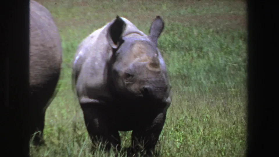 1969 South Africa home-movie frame showing the young rhinoceros closer to camera in grass, with another rhino partly cropped at the left side.