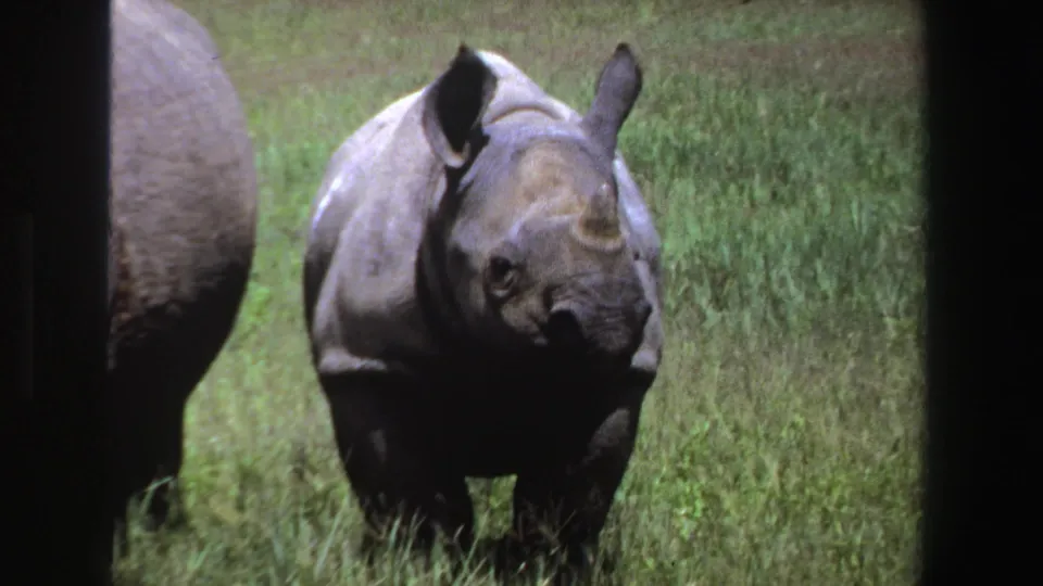 1969 South Africa 8mm frame showing a young rhinoceros in grass, with the body of another rhinoceros partly visible behind it at left.