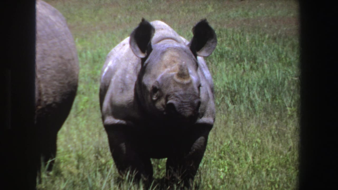 Young rhinoceros facing camera in tall grass with another rhino partly visible at left.