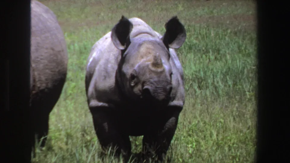 1969 South Africa 8mm frame showing a young rhinoceros facing the camera in tall grass, with part of another rhino at the edge.