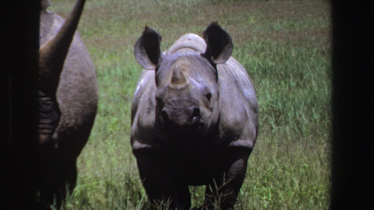 1969 South Africa safari frame with a young rhinoceros looking toward camera in grass and another rhino partly obscured beside it.