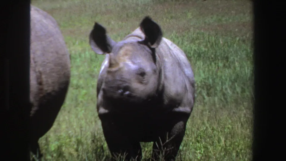 1969 South Africa 8mm frame showing a rhinoceros closer to the camera in tall grass, with a second rhino partly cropped at left.
