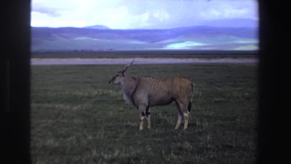 1969 South Africa 8mm frame showing a lone antelope on open savanna, with distant hills and a cloudy sky behind it.