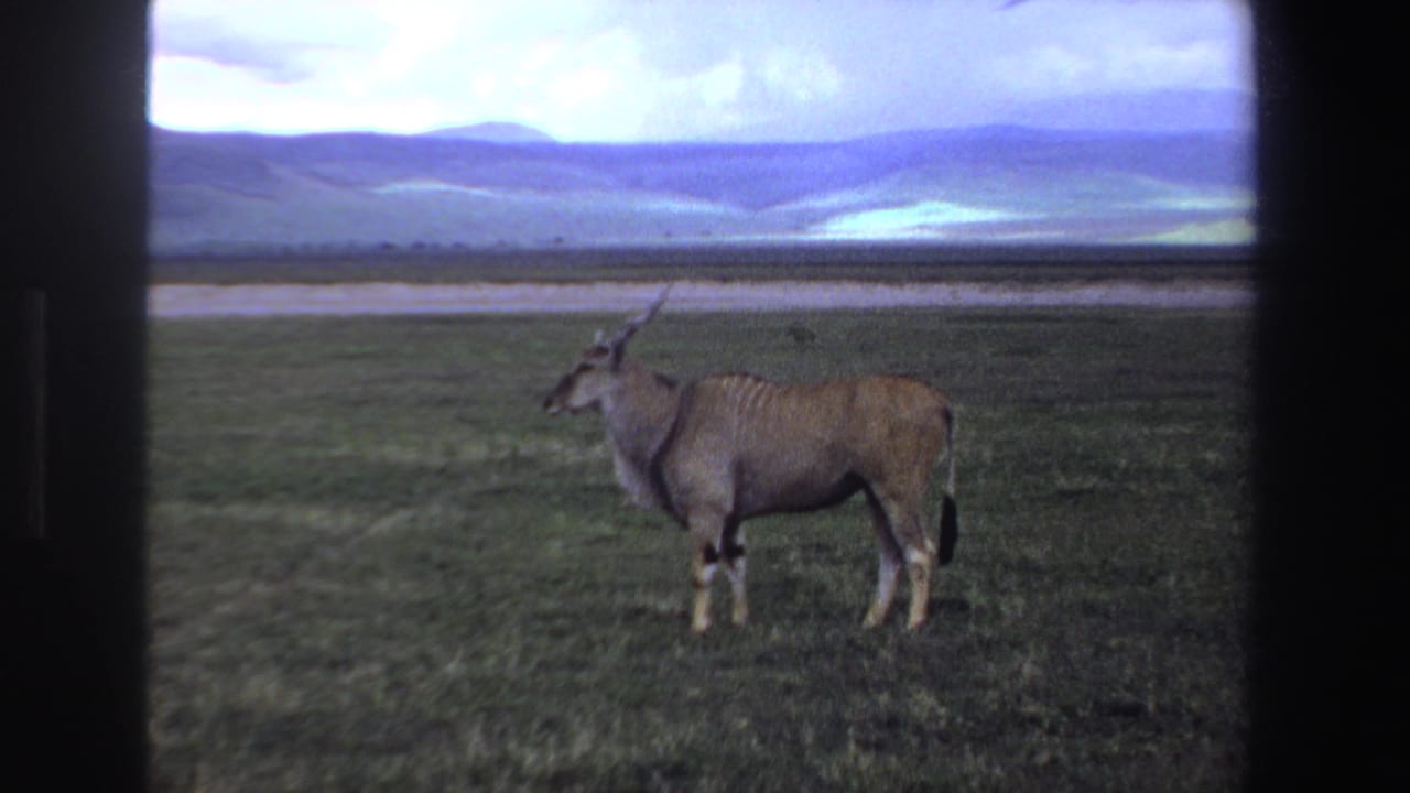 Tan spiral-horned antelope stands on green grass with distant hills and sky behind it.