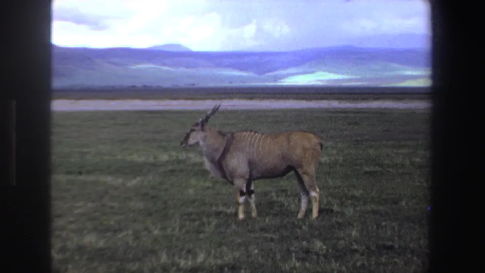 1969 South Africa 8mm frame of an eland-like antelope paused on grassland under a bright sky.