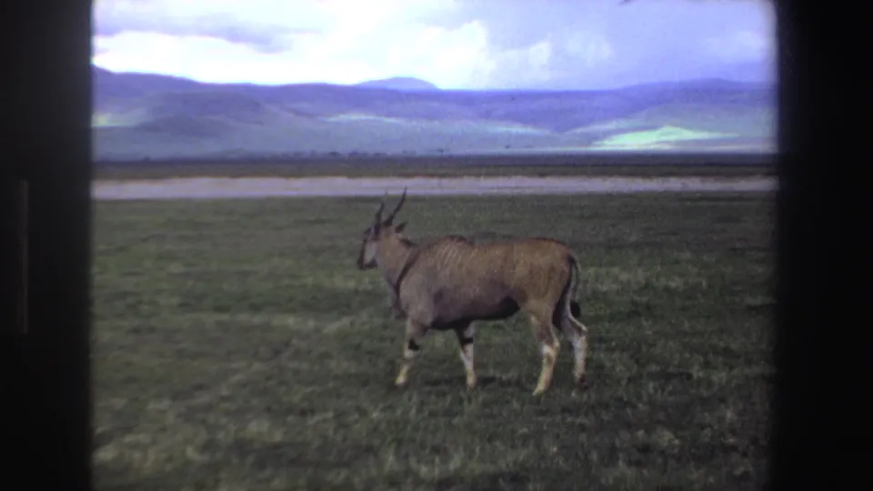 1969 South Africa 8mm frame showing an eland-like antelope walking slowly across open grassland.