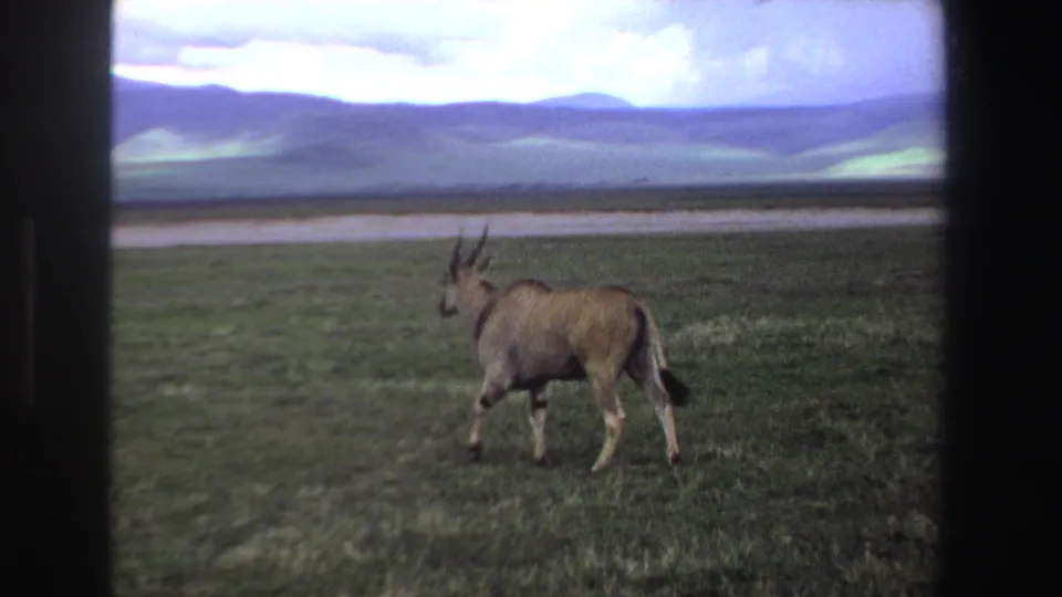 1969 South Africa 8mm frame of an eland-like antelope moving across grassland, seen from behind and side.