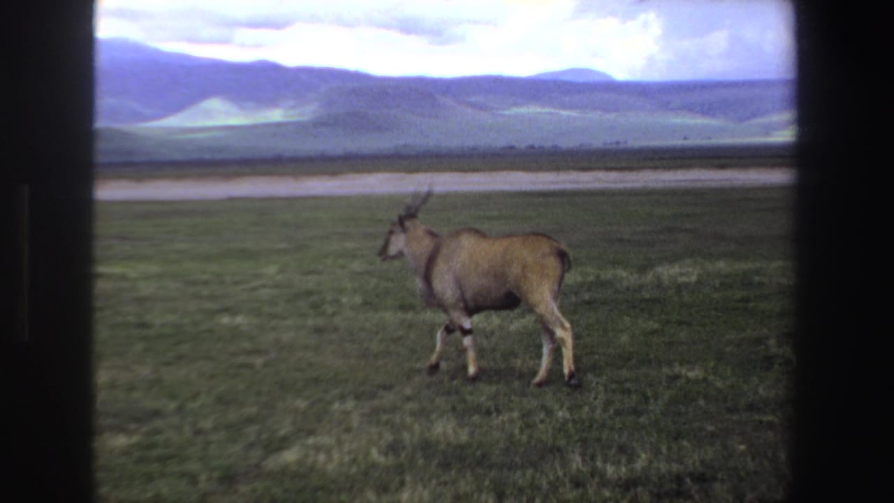 Lone antelope walking across a grassy plain with hills in the distance.