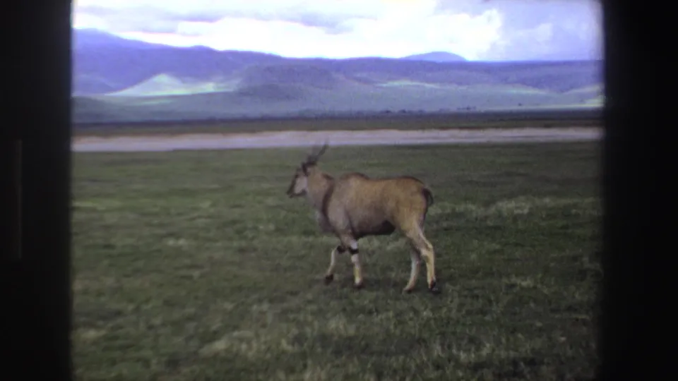 1969 South Africa 8mm frame showing a lone antelope crossing open grassland beneath distant hills and a cloudy sky.