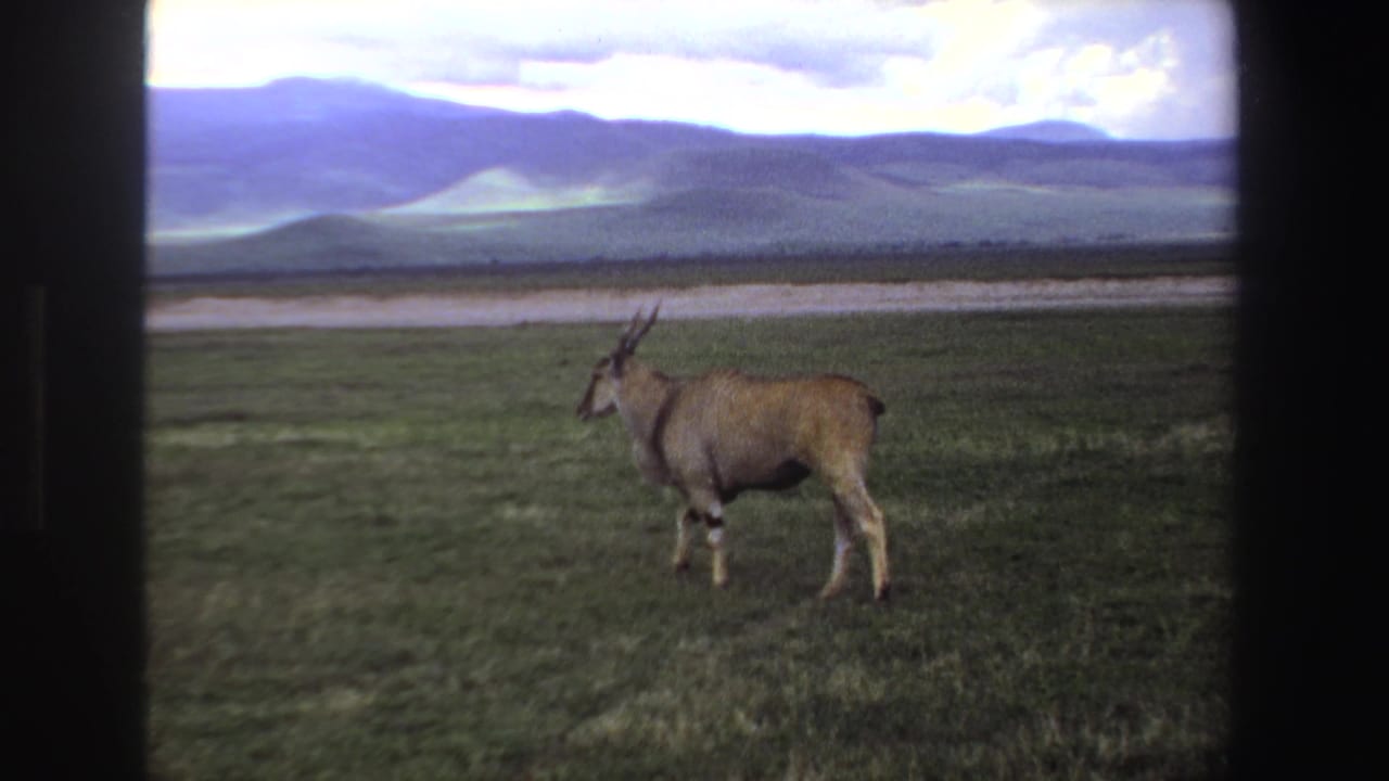 1969 South Africa 8mm frame of a lone antelope on a broad grassy plain, with distant hills and cloudy light behind it.