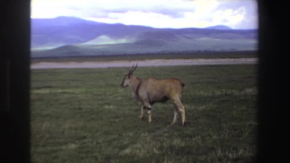 1969 South Africa 8mm frame of a lone antelope on a broad grassy plain, with distant hills and cloudy light behind it.