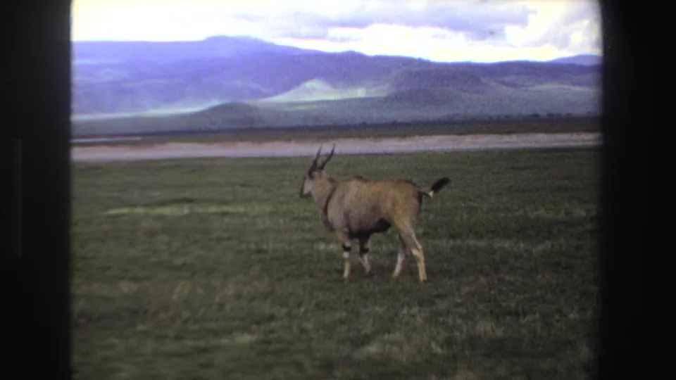 1969 South Africa 8mm frame showing the antelope in profile on a wide green plain with a distant hillside backdrop.