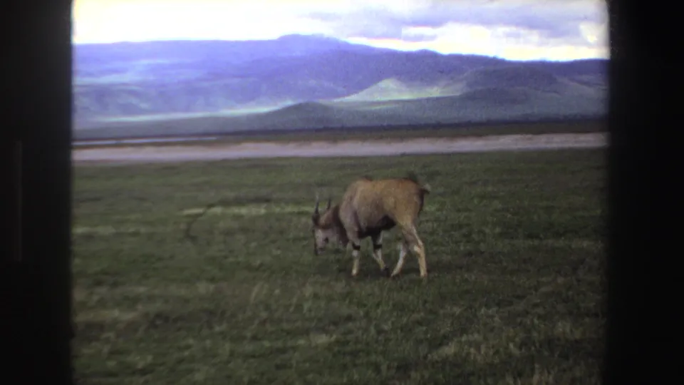 1969 South Africa 8mm frame of a lone antelope lowering its head on open grassland below rolling hills.