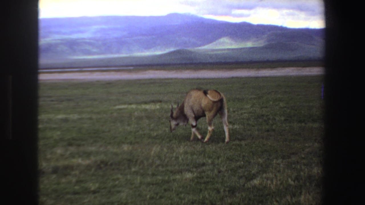 A lone horned antelope grazes in a South African grassland landscape, filmed on 8mm with dark frame edges visible.