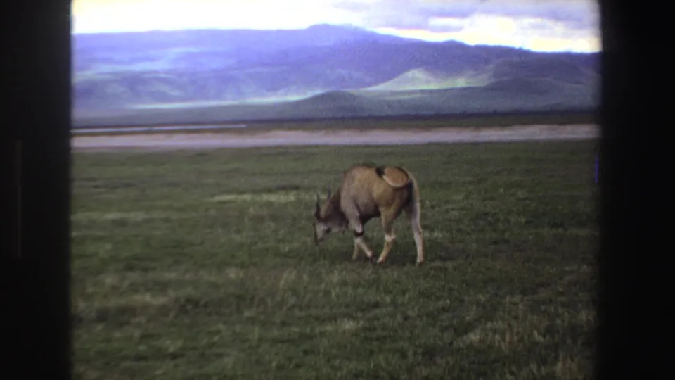 A lone horned antelope grazes in a South African grassland landscape, filmed on 8mm with dark frame edges visible.