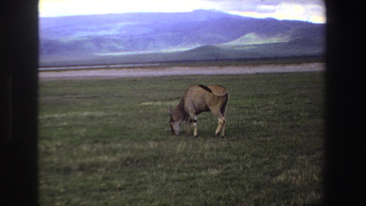 Antelope with head down grazing on open grass with a mountain horizon.