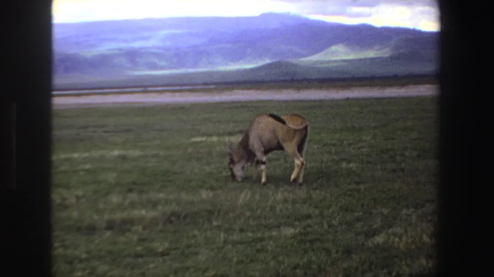 The antelope continues grazing in an open South African savanna-like field, with mountains and soft 8mm color shift behind it.