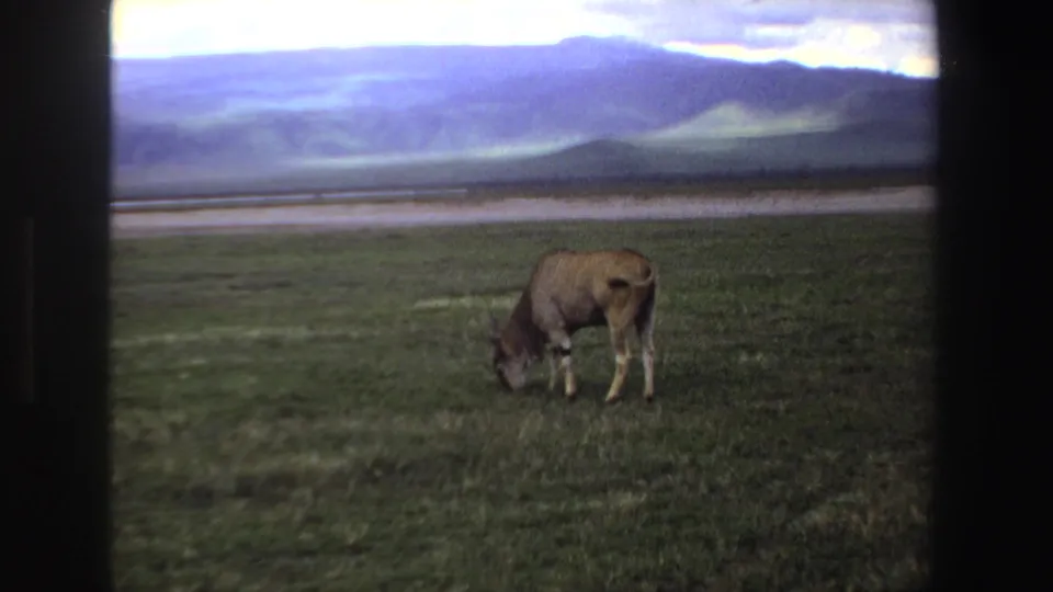 A horned antelope grazes low in the frame against a broad grassland, pale plain, and distant South African hills.