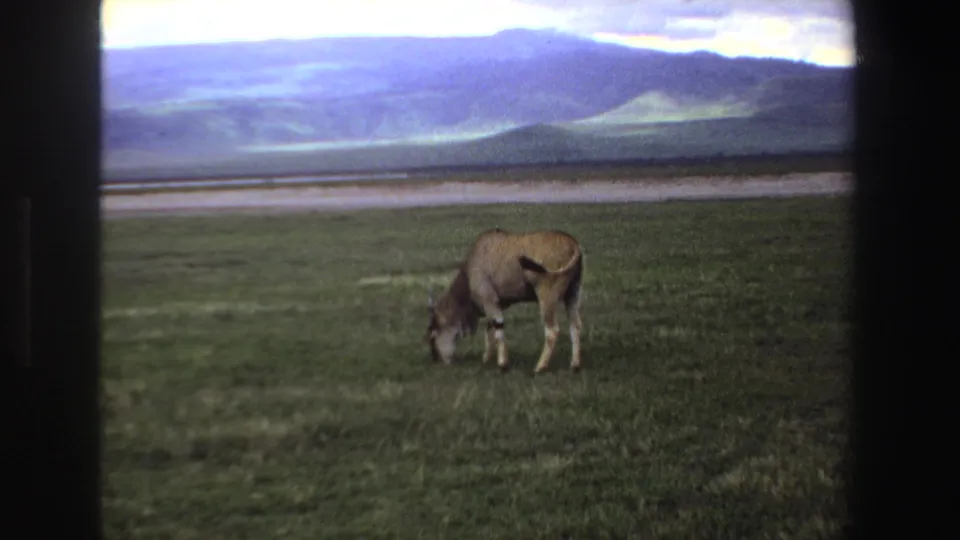 The lone antelope remains grazing in the South African grassland, framed by visible 8mm borders and a distant mountain ridge.