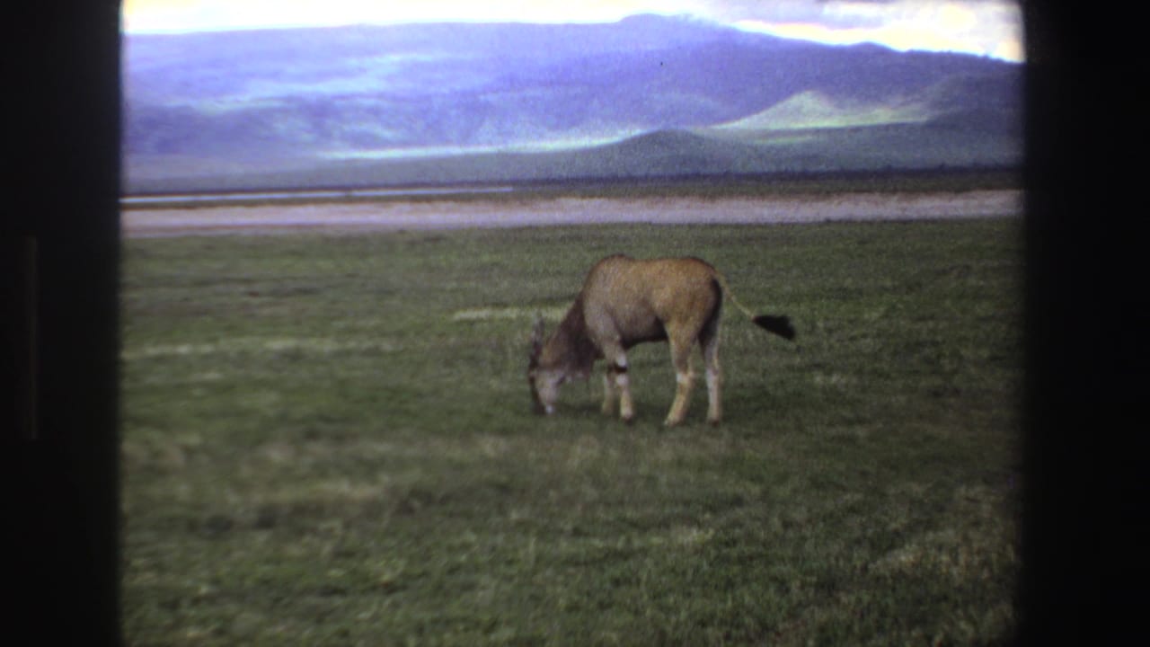 Horned antelope grazing in open grassland with mountains in the distance.