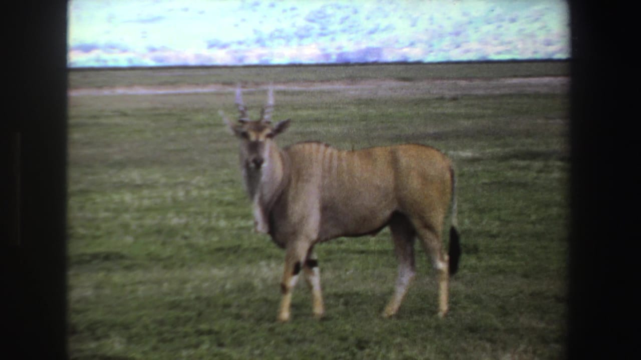 1969 South Africa 8mm frame of a horned antelope standing alert in grassy savanna and facing the camera.