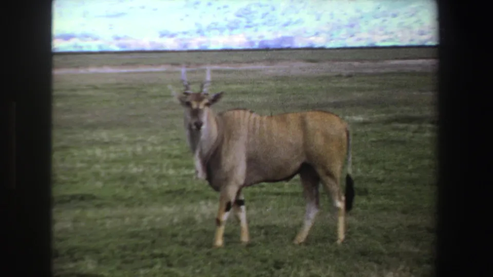 1969 South Africa 8mm frame of a horned antelope standing alert in grassy savanna and facing the camera.