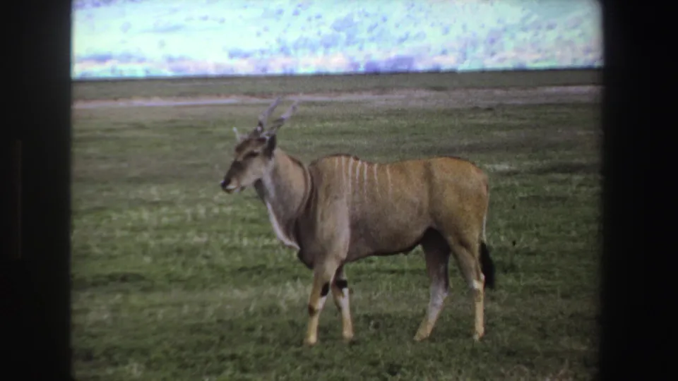 1969 South Africa 8mm frame showing the antelope in profile with long horns and pale side markings in open grassland.