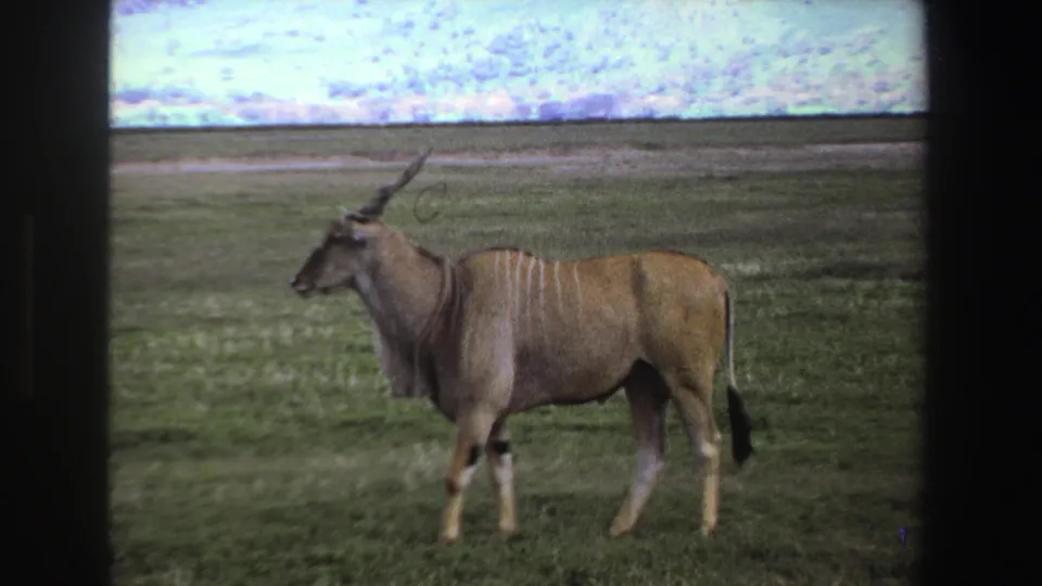1969 South Africa 8mm frame of the antelope standing sideways in savanna grass with distant mountains and pale sky behind it.