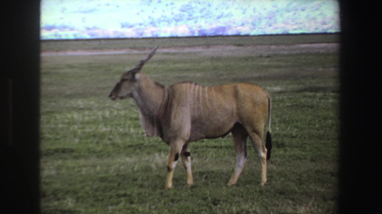 1969 South Africa 8mm frame showing a horned eland in profile on open savanna grassland with a low horizon and pale sky.